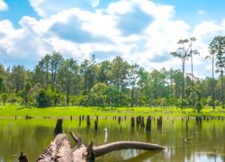 Kirirom National Park in Koh Kong