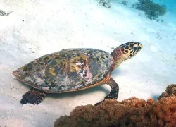 Turtle Reef in Magu
