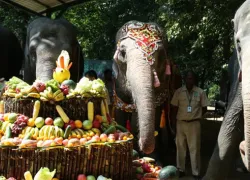 Yangon Zoological Gardens in Yangon