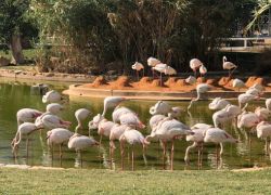 Riyadh Zoo in Riyadh