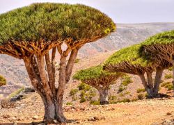 Dragon Blood Tree in Socotra Island