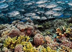 Tubbataha Reefs Natural Park in Puerto Princesa