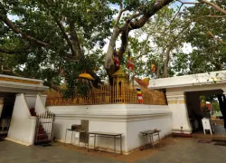 Sri Maha Bodhi in Anuradhapura