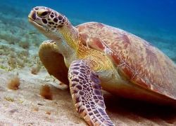 Kosgoda Turtle Sanctuary in Bentota