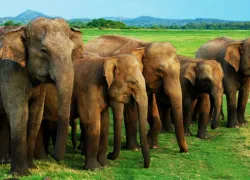 Minneriya National Park in Dambulla