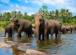 Pinnawala Elephant Orphanage in Pinnawala