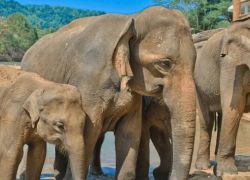 Sri Dalada Maligawa in Pinnawala