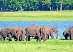 Minneriya National Park in Polonnaruwa