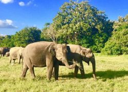 Kaudulla National Park in Sigiriya