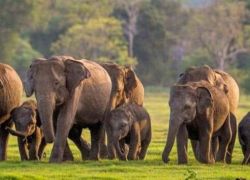 Minneriya National Park