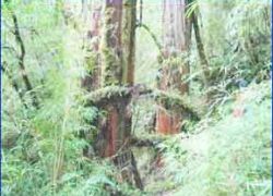 Alerce Andino National Park in Los Lagos