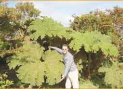 Chiloe National Park in Los Lagos