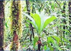 Corcovado National Park in Osa Peninsula