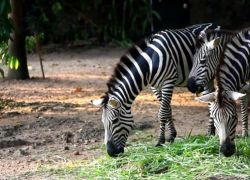 Dehiwala Zoo in Mount Lavinia