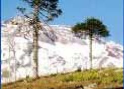 Nahuelbuta National Park in Araucania