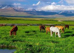 Deosai National Park in Chilas
