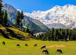 Fairy Meadows in Chilas