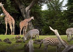Islamabad Zoo in Islamabad