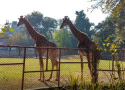 Lahore Zoo in Lahore