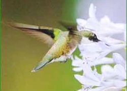 Itatiaia National Park in Itatiaia