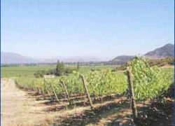 Colchagua Valley in Colchagua