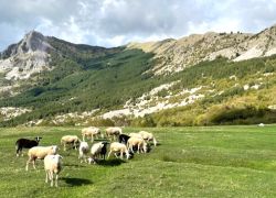 Bredhi i Dajti National Park in Korca