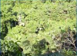 Madidi National Park in La Paz