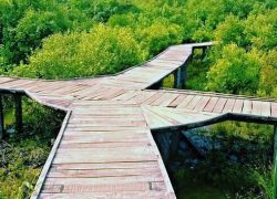 Coringa Wildlife Sanctuary in Kakinada