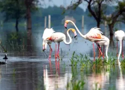 Atapaka Bird Sanctuary in Tanuku
