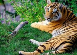 Ringba-Roba Wildlife Sanctuary in Kameng