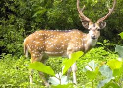 Baba Doul Goswami's Tomb in Barpeta