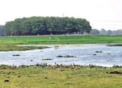 Nalbari Wetland in Barpeta