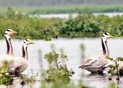 Borguri Motapung Wetland in Digboi