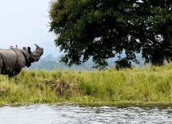 Pobitora Wildlife Sanctuary in Dispur