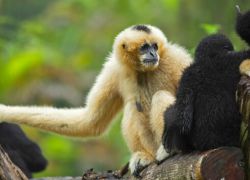 Gibbon Wildlife Sanctuary in Jorhat
