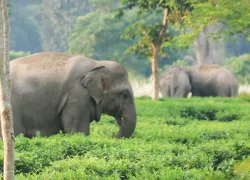 Hoollongapar Gibbon Sanctuary in Jorhat
