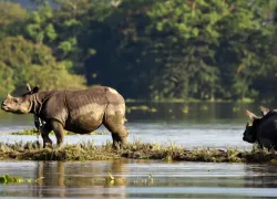 Brahmaputra River Bank in Kaziranga