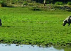 Panbari Reserve Forest in Kaziranga