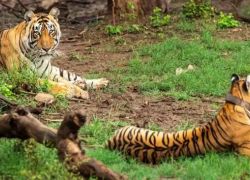 Valmiki National Park in Champaran