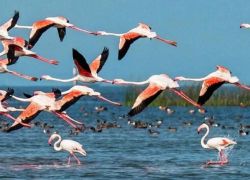 Kusheshwar Asthan Bird Sanctuary in Darbhanga