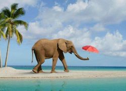 Elephant Beach