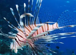 Marine Aquarium in Lakshadweep