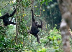 Afi Mountain Wildlife Sanctuary in Lagos State