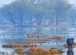 Sultanpur National Park in Rewari