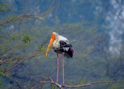 Sultanpur Bird Sanctuary in Manesar Village