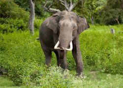 Kalesar National Park & Wildlife Sanctuary in Yamuna Nagar