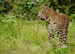Asola Bhatti Wildlife Sanctuary in Faridabad