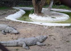Chattbir Zoo in Panchkula