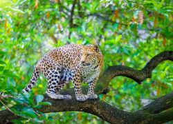 Vansda National Park in Saputara