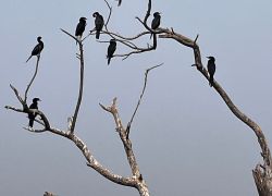 Vadla Bird View Point in Surendranagar